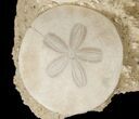 Fossil Sand Dollars In Limestone - France #17235-1